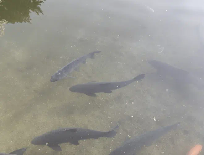 玉泉🐟